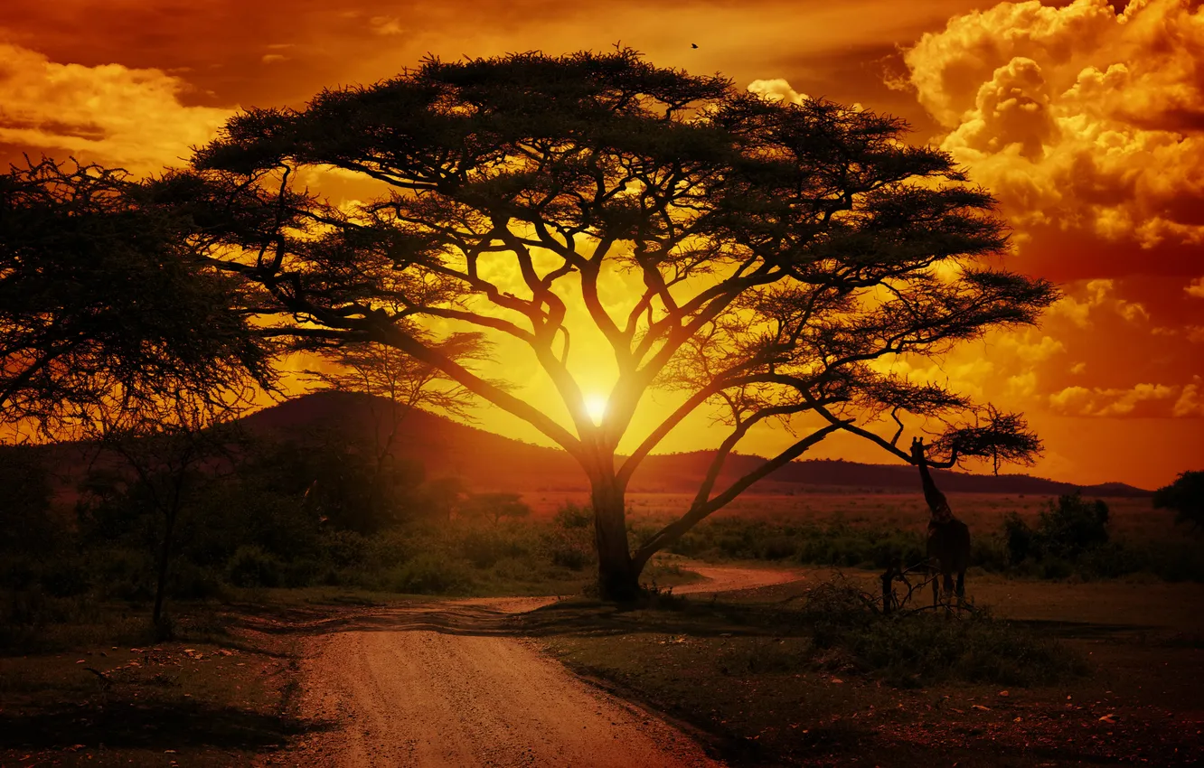 Фото обои landscape, sunset, tree, africa, giraffe