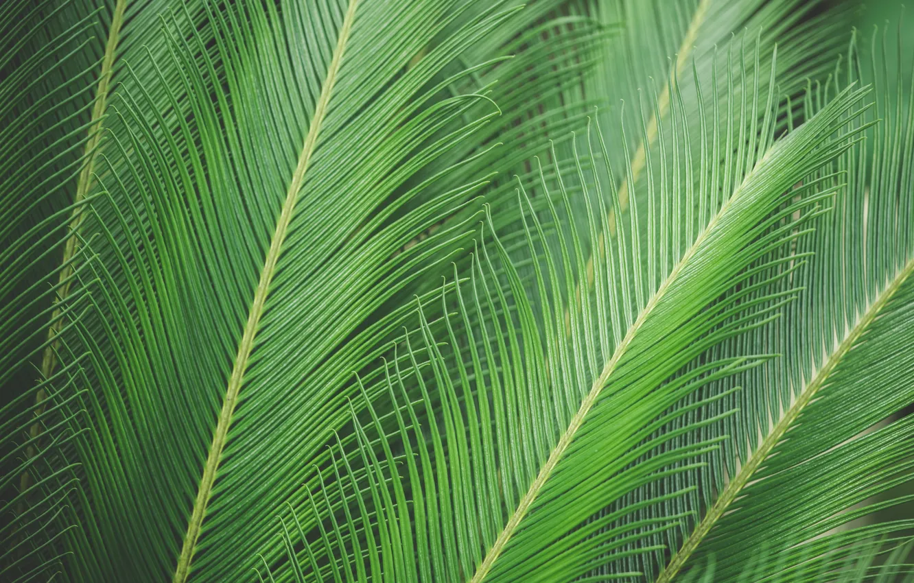 Фото обои листья, лист, пальма, пальмовый