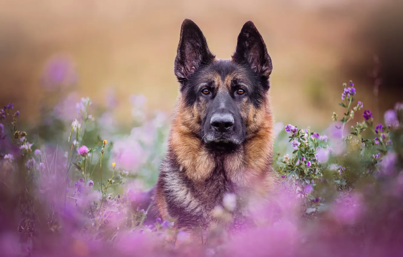 Фото обои взгляд, морда, цветы, портрет, собака, луг, боке, Немецкая овчарка