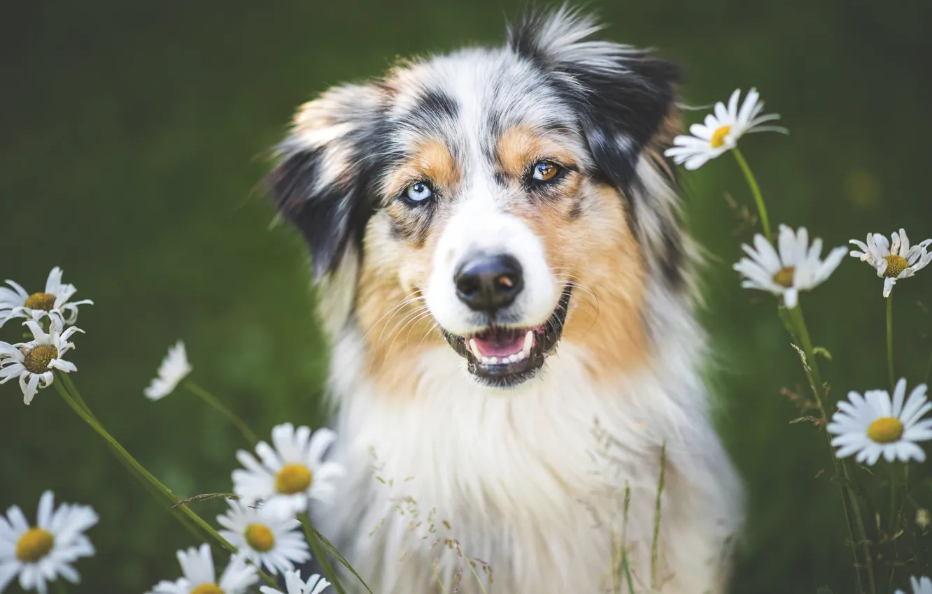 Фото обои цветы, ромашки, собака, обои от lolita777, аусси
