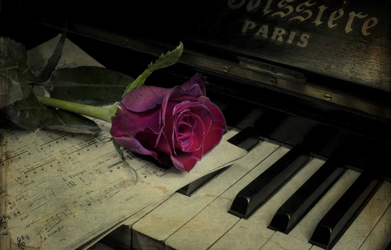 Фото обои цветок, ноты, роза, пианино, винтаж