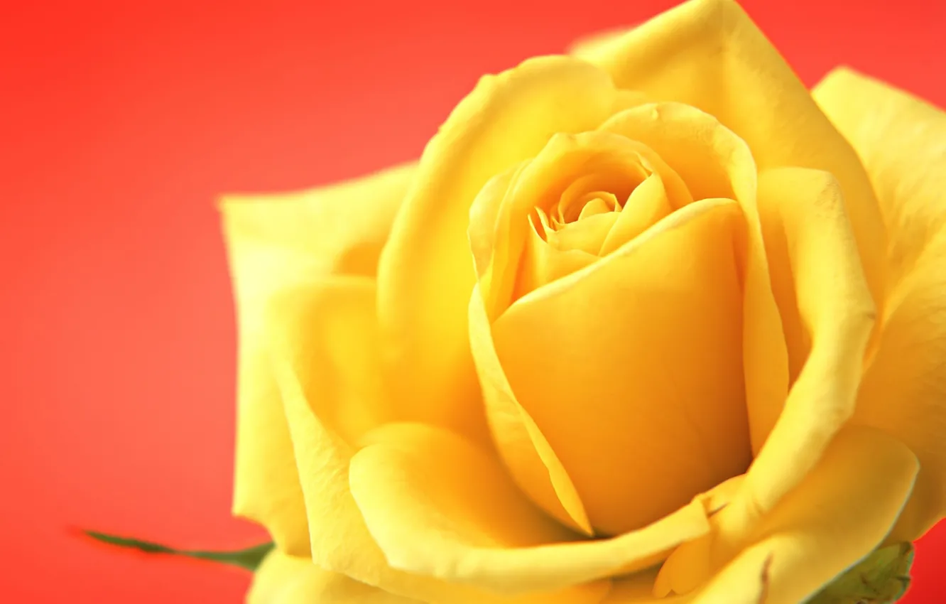 Фото обои роза, красный фон, жёлтая роза