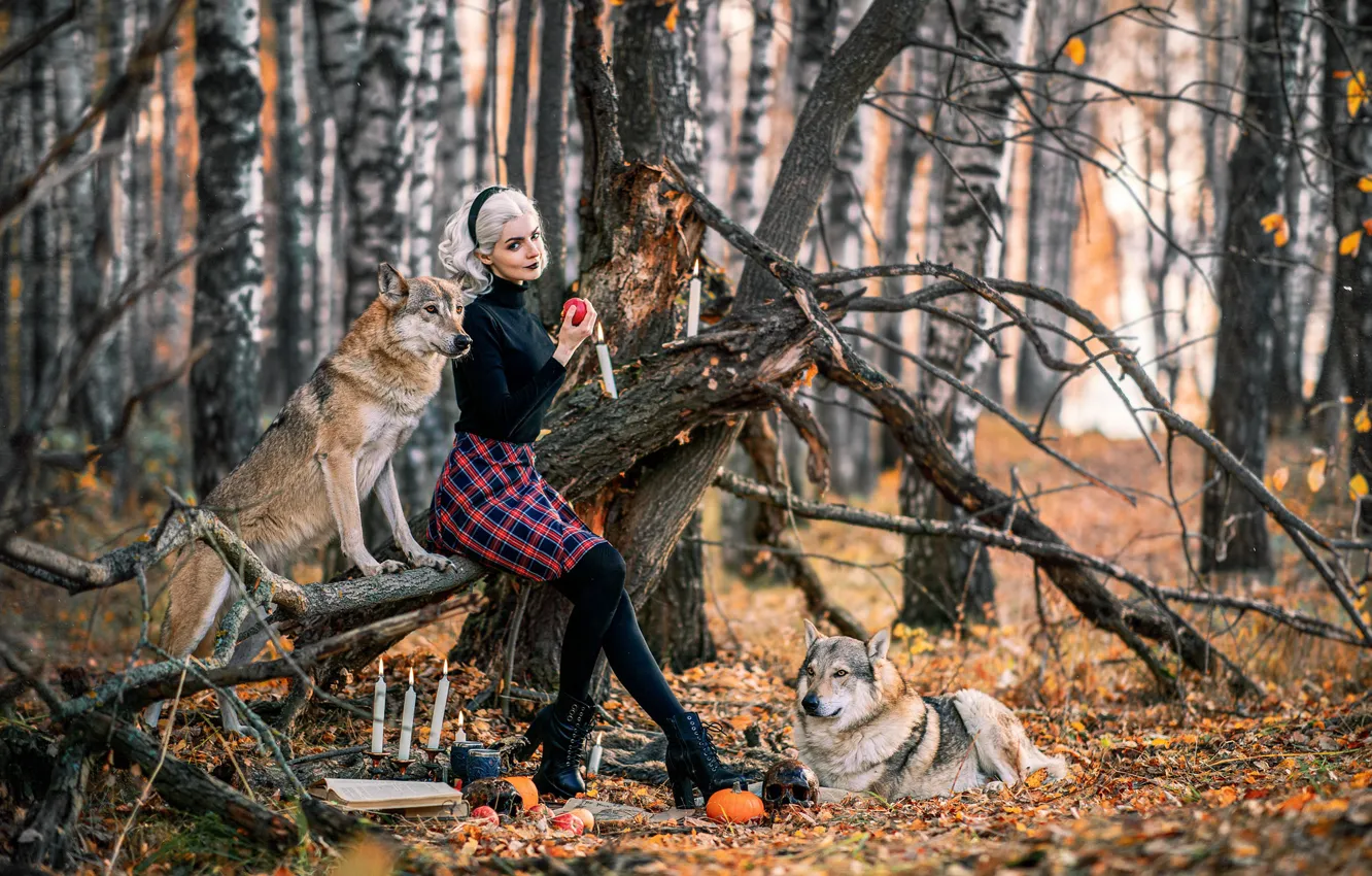 Фото обои осень, лес, собаки, взгляд, девушка, деревья, ветки, поза