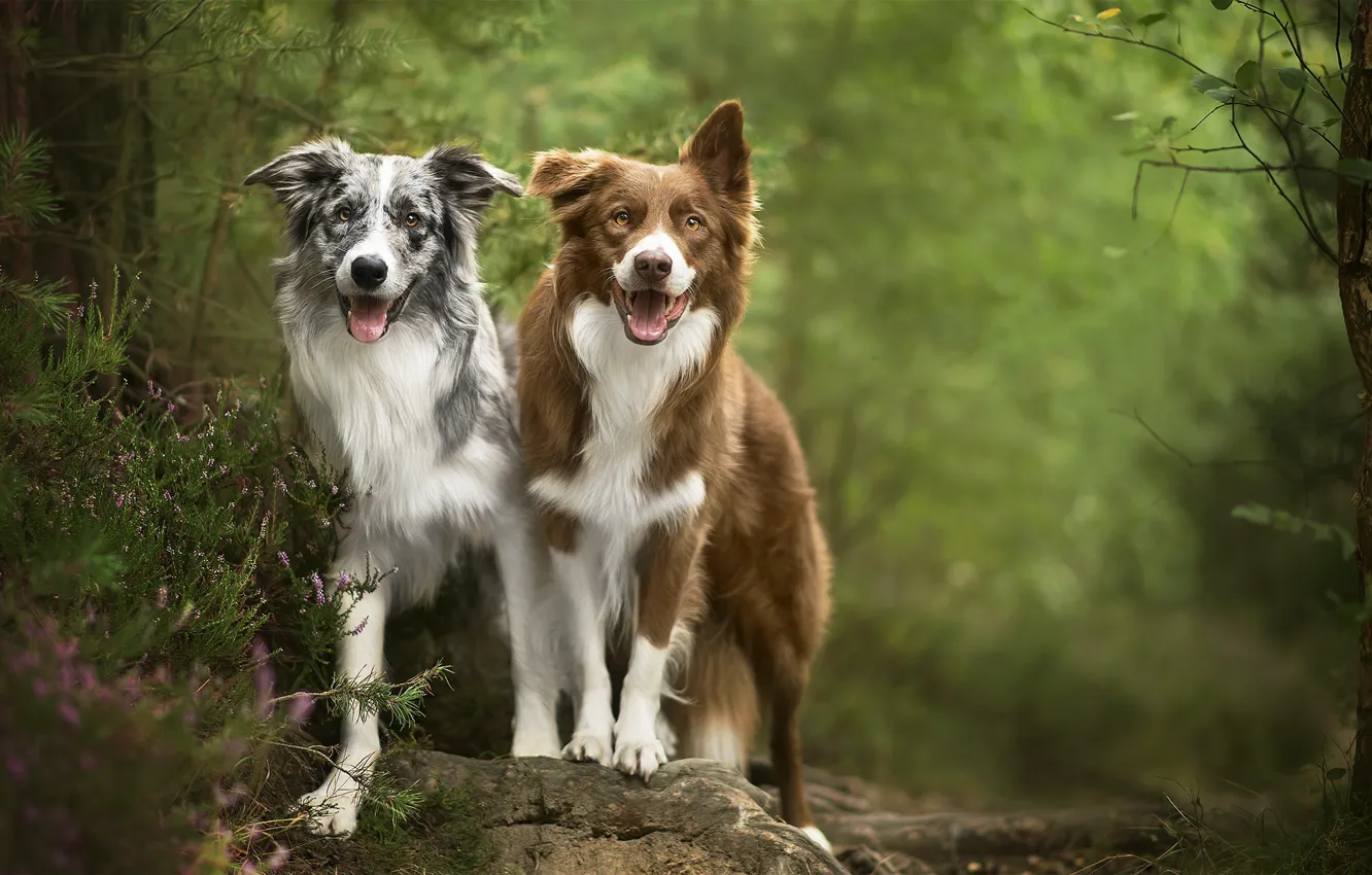 Фото обои собаки, природа, друзья