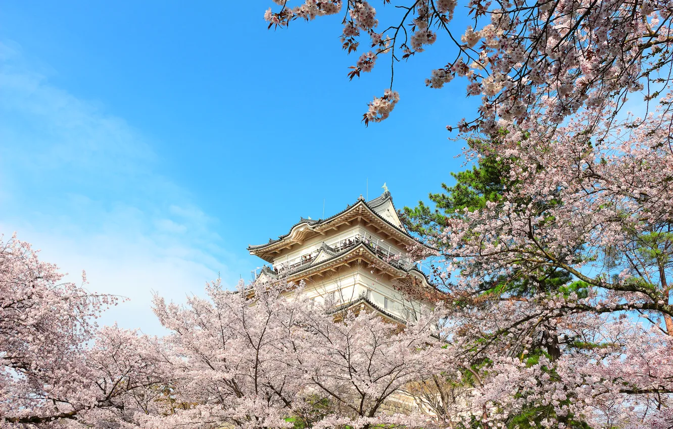 Фото обои замок, весна, Япония, сакура, пагода, Осака