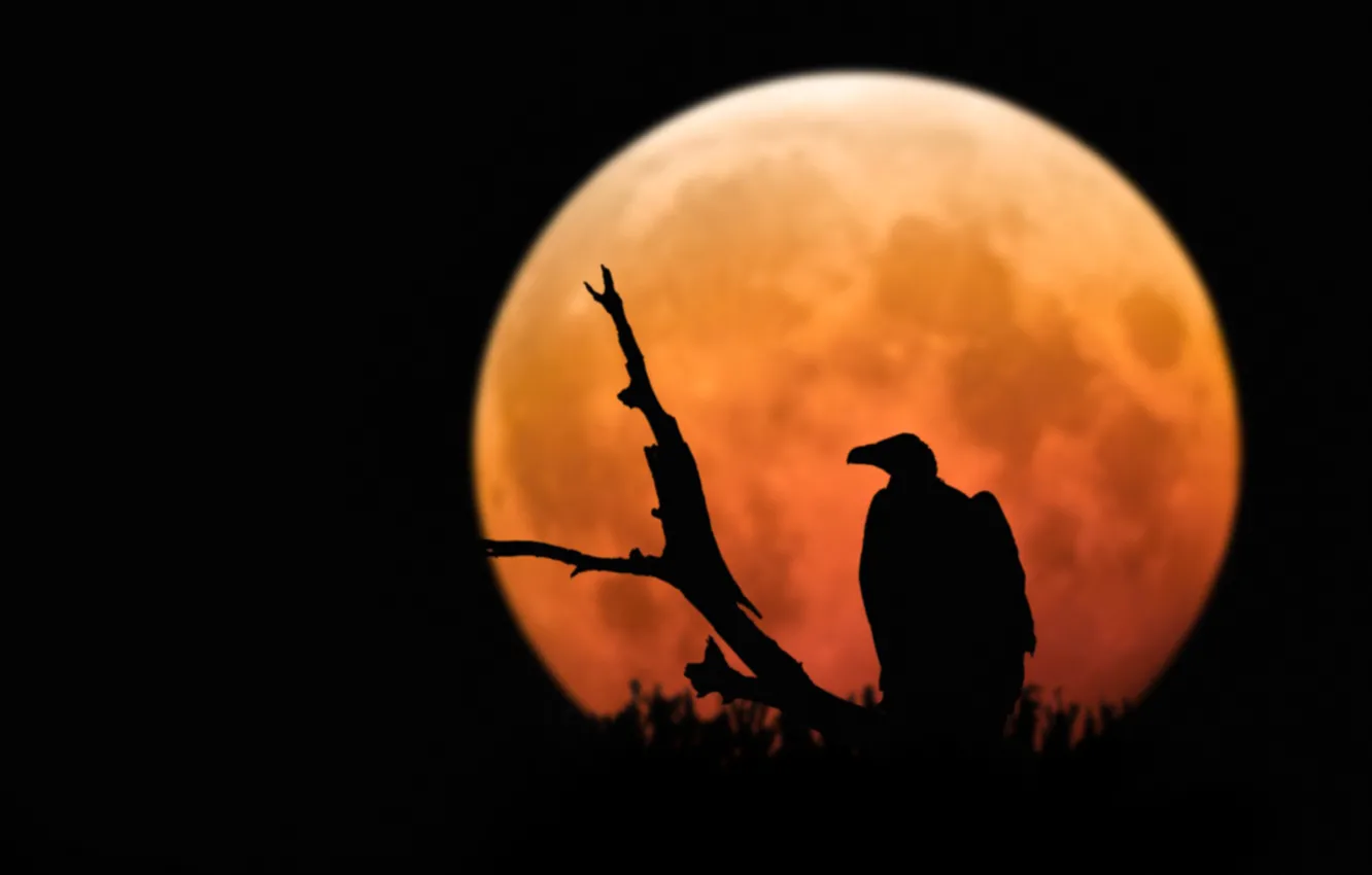 Фото обои moon, raptor, bird, animal, branch, silhouette, Vulture, moon light