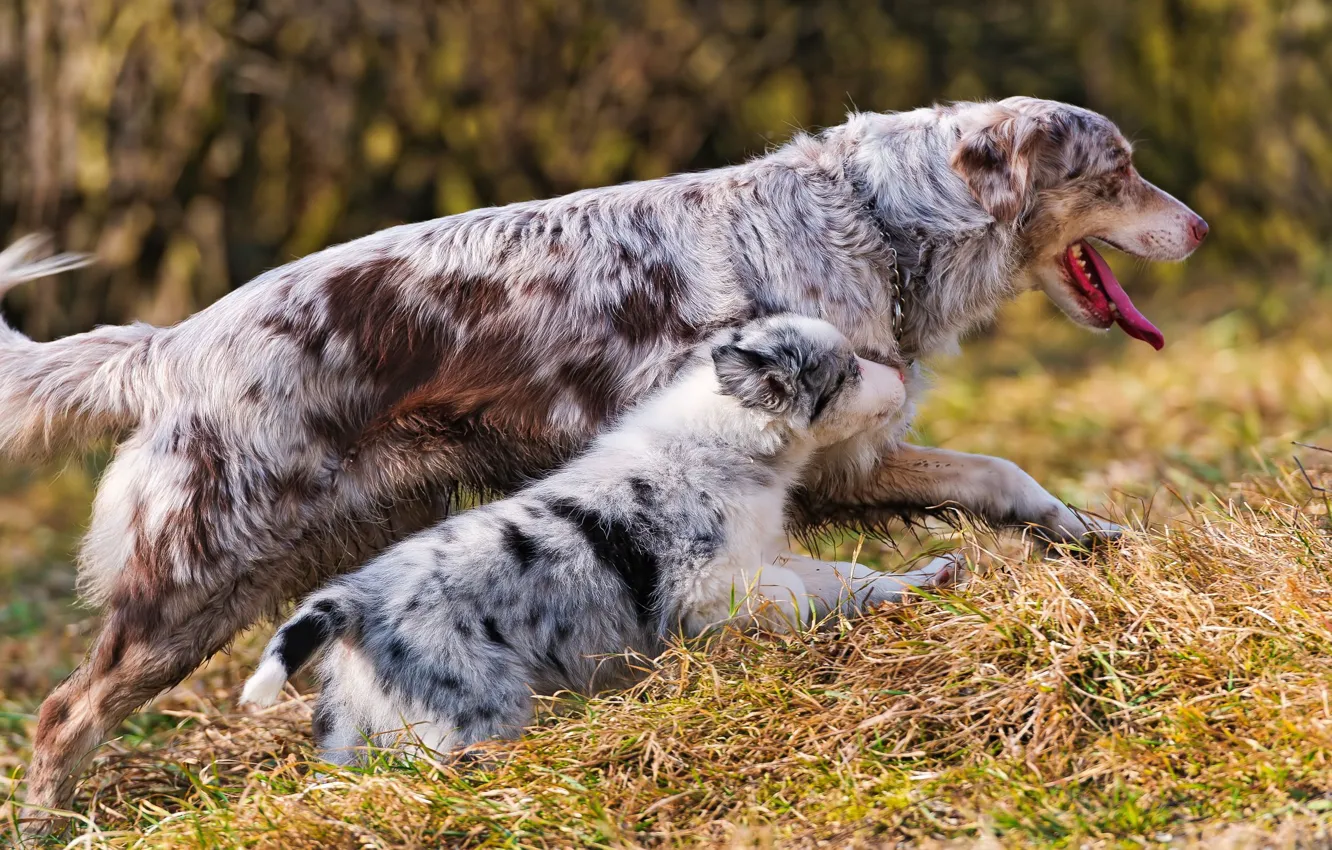Фото обои щенок, прогулка, австралийская овчарка, материнство
