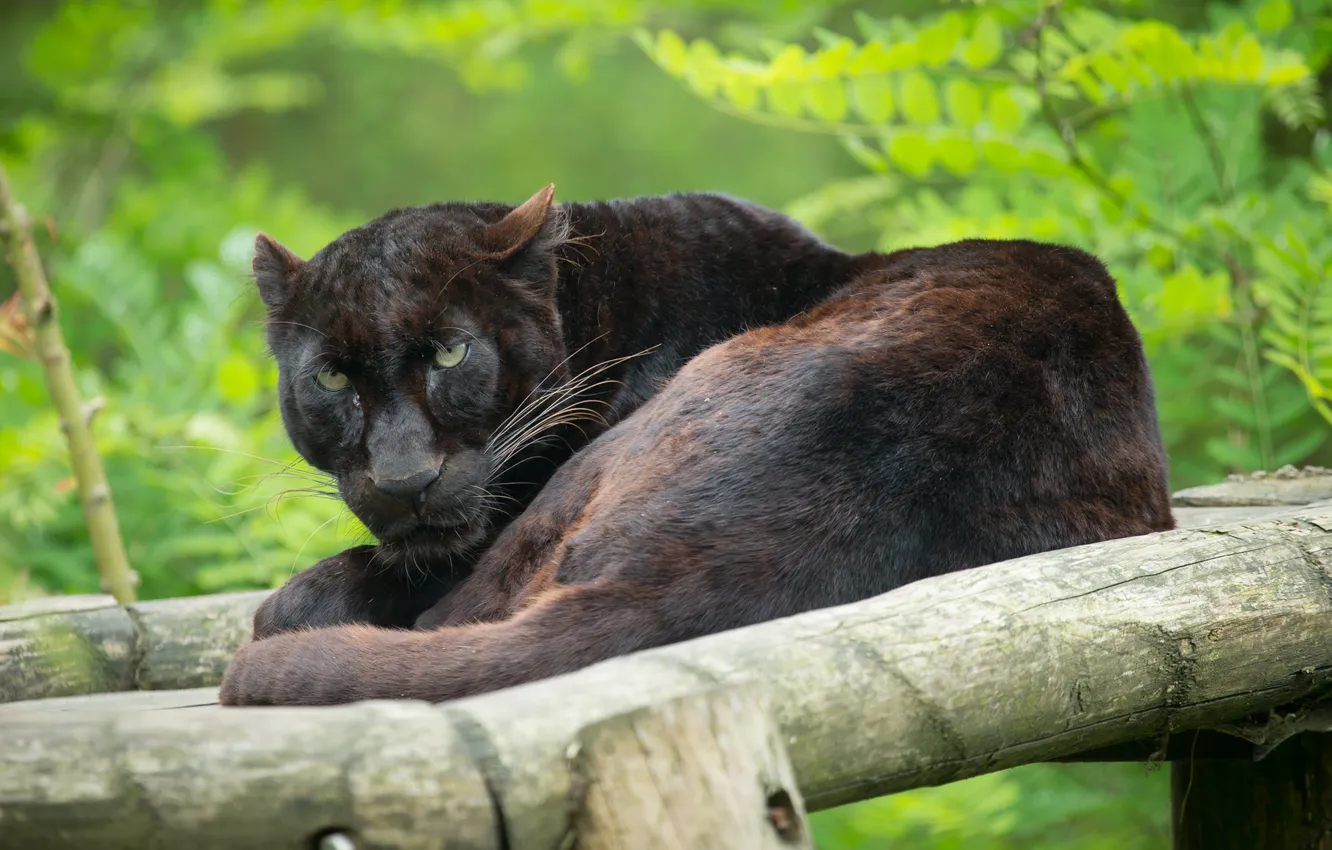 Фото обои кошка, взгляд, отдых, пантера, бревно, чёрный леопард