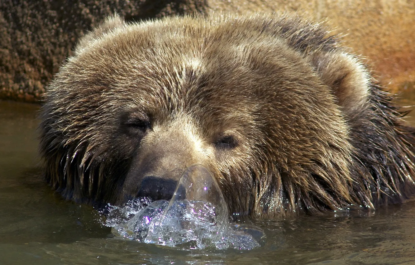 Фото обои вода, пузыри, медведь