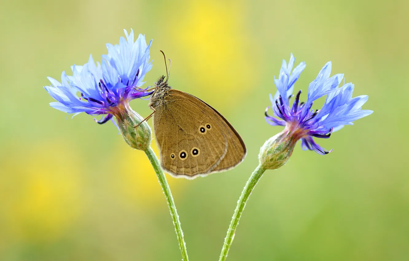 Фото обои лето, макро, цветы, фон, бабочка, голубые, насекомое, коричневая