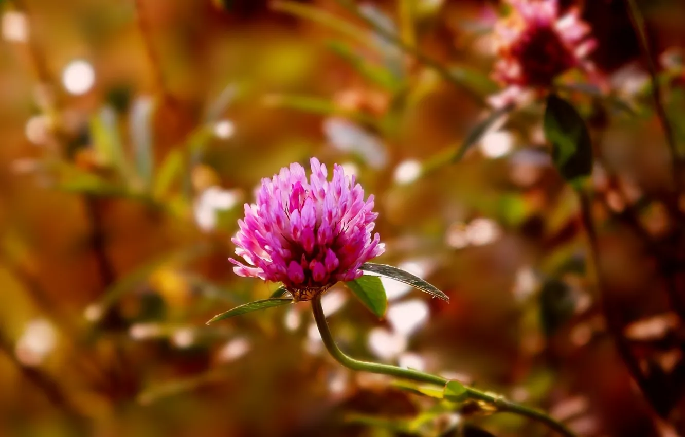 Фото обои flower, pink, blooming