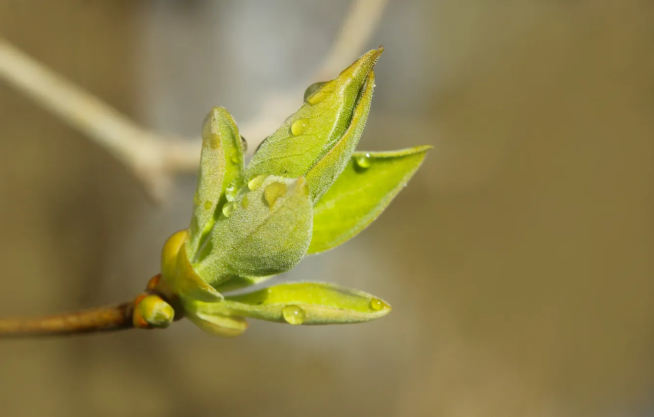 Фото обои green, leafs, spring, twig