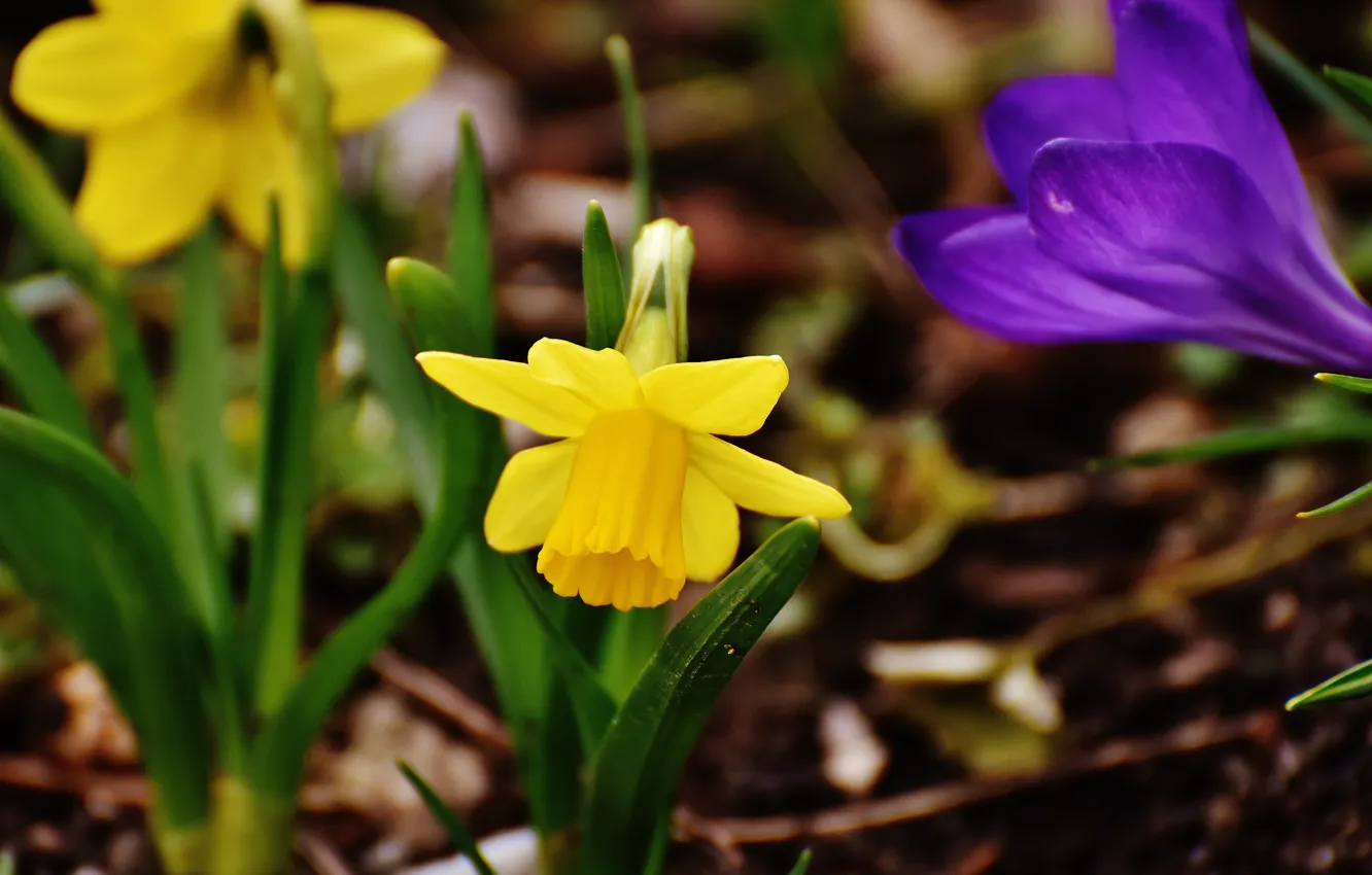 Фото обои цветы, природа, весна, крокус, нарциссы