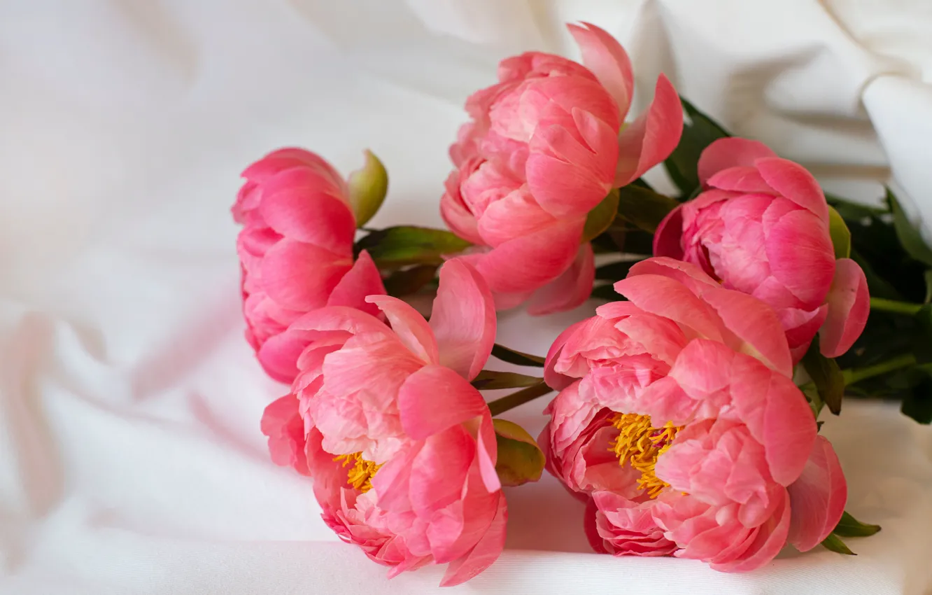 Фото обои цветы, букет, ткань, лежит, розовые, пионы, лососевые