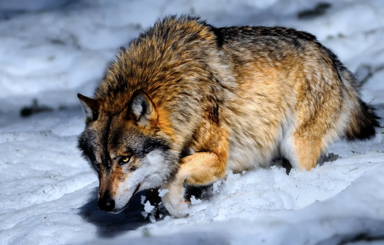 Фото обои snow, Wolf, concentration, hunting