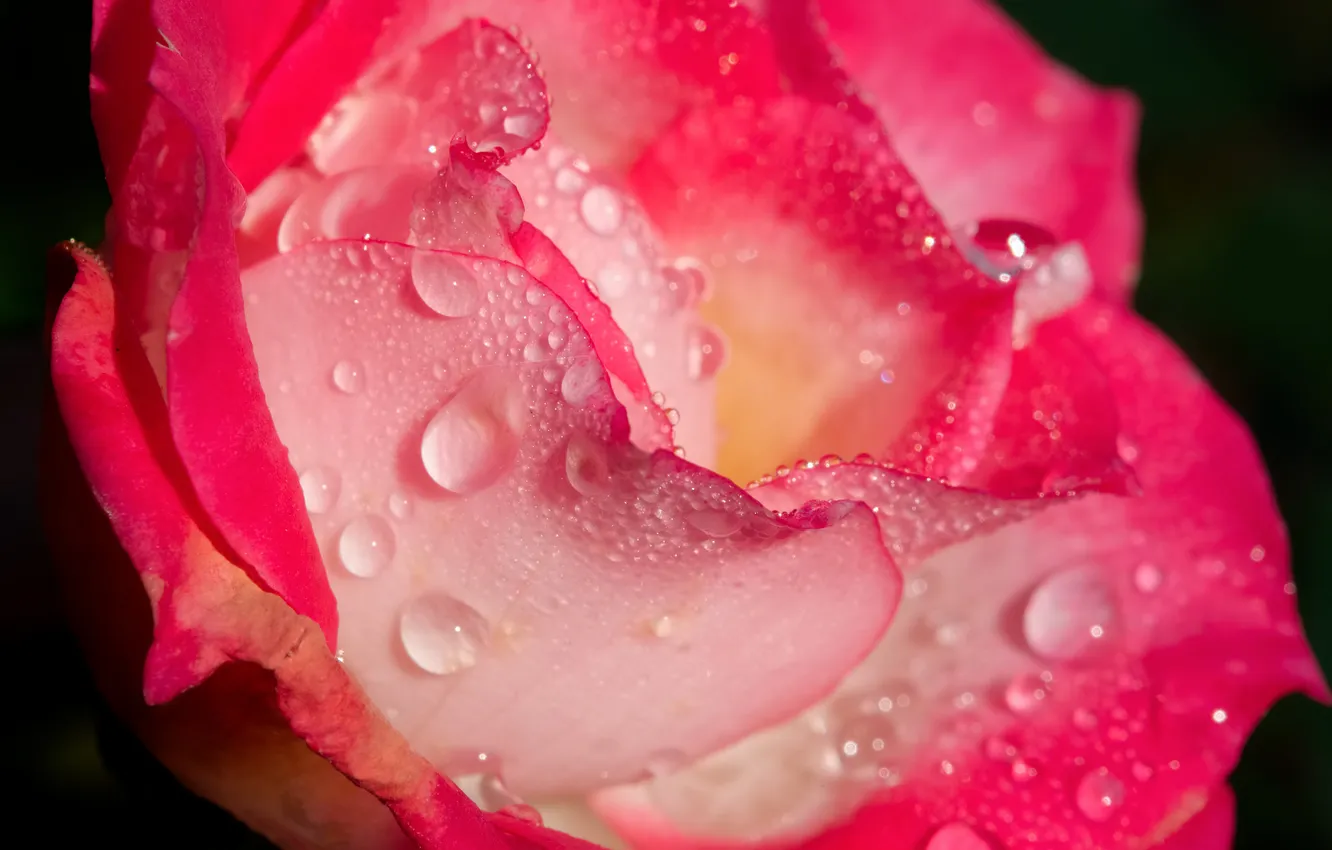Фото обои цветок, вода, капли, роса, роза, лепестки