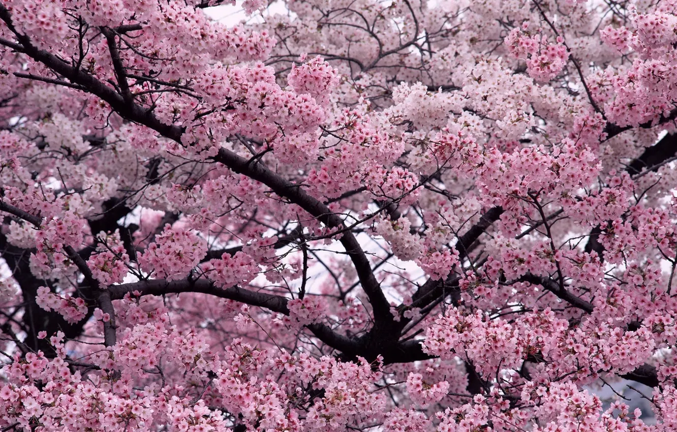 Фото обои цветы, дерево, вишни