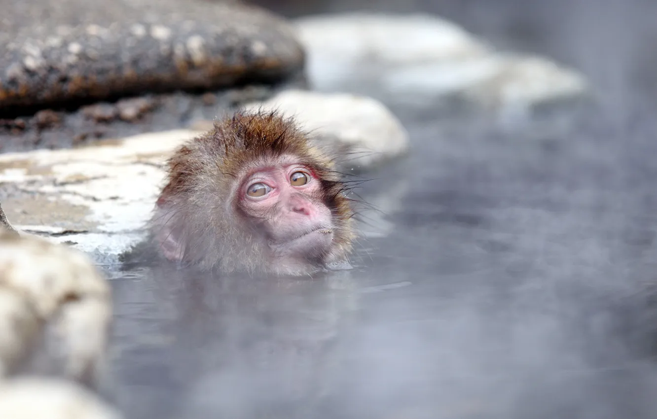 Фото обои Japan, Nagano, Snow monkey, Jigokudani hot-spring