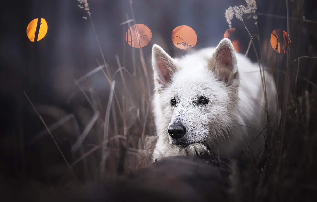 Фото обои трава, морда, собака, Белая швейцарская овчарка