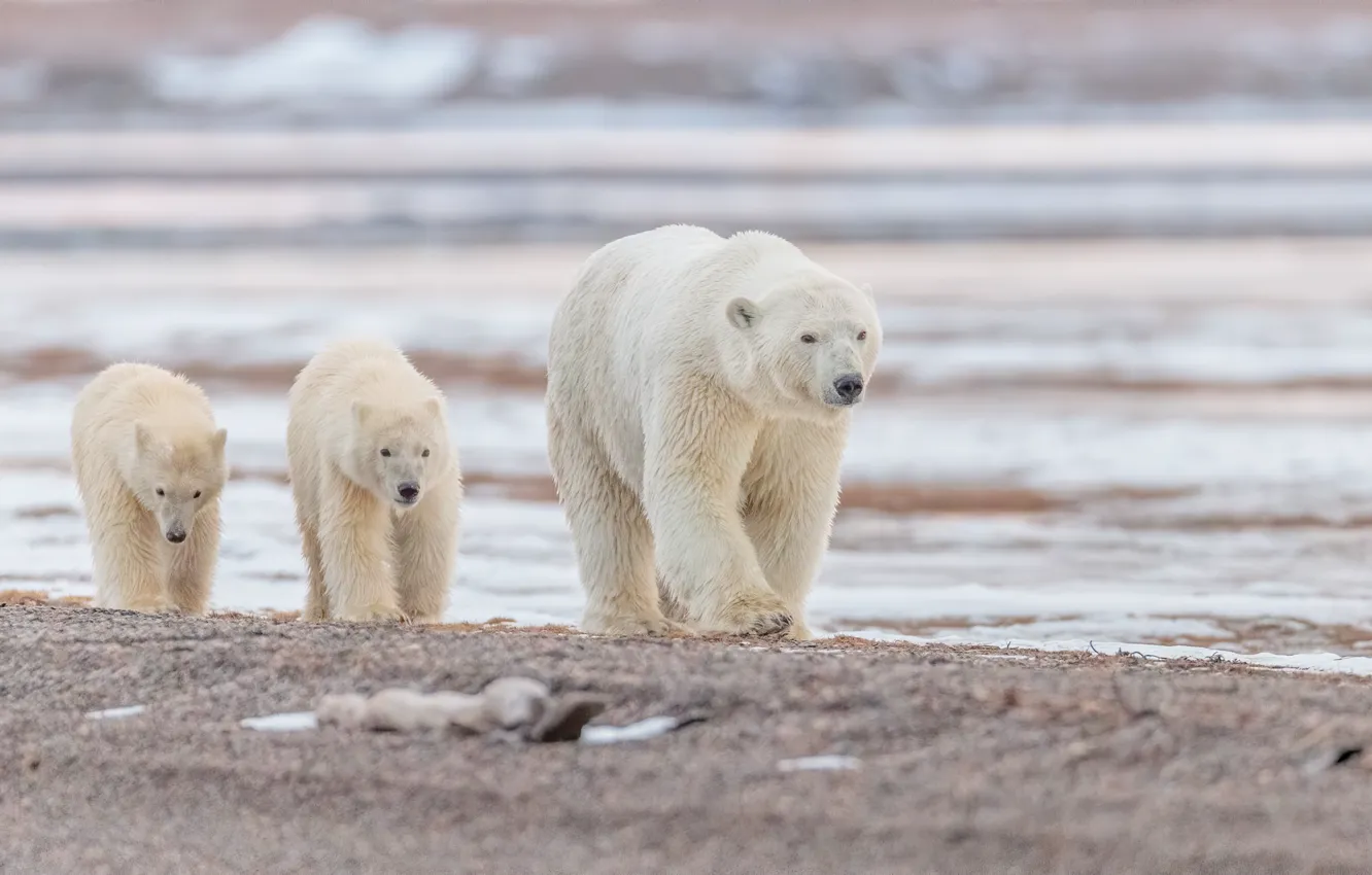 Фото обои вода, Аляска, медвежата, белые медведи, медведица, детёныши, полярные медведи