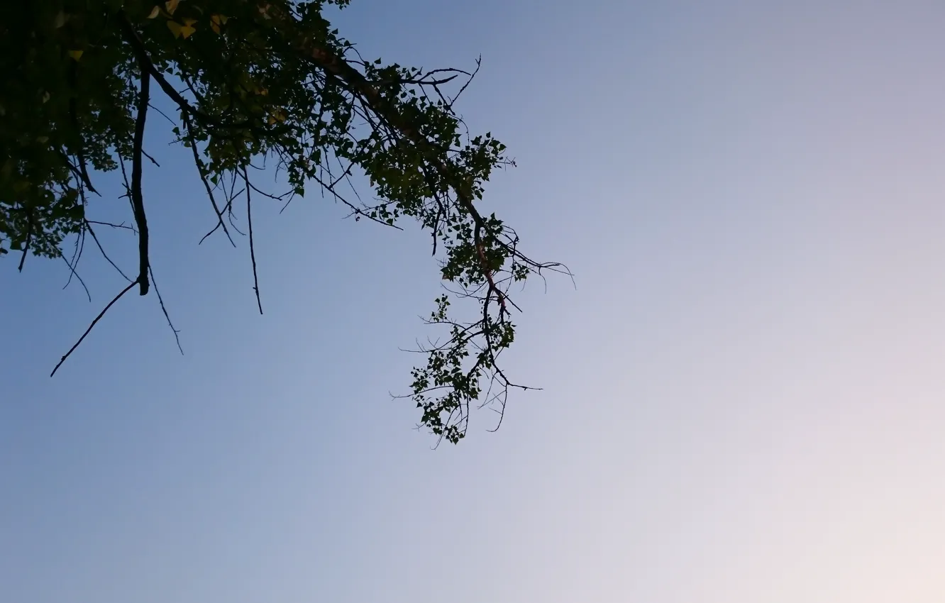 Фото обои небо, дерево, голубой, листва