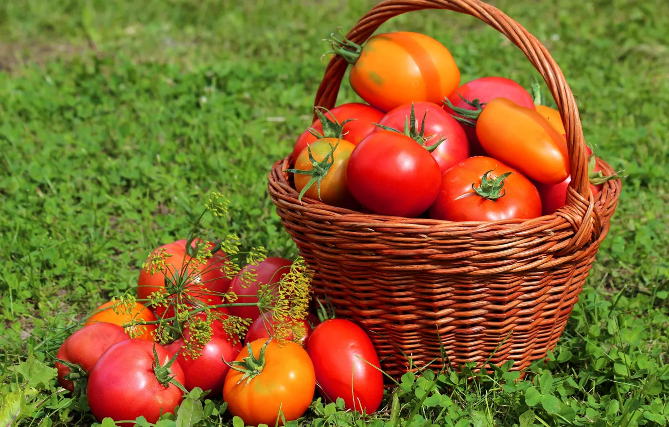 Фото обои трава, корзина, урожай, плоды, помидоры, томаты