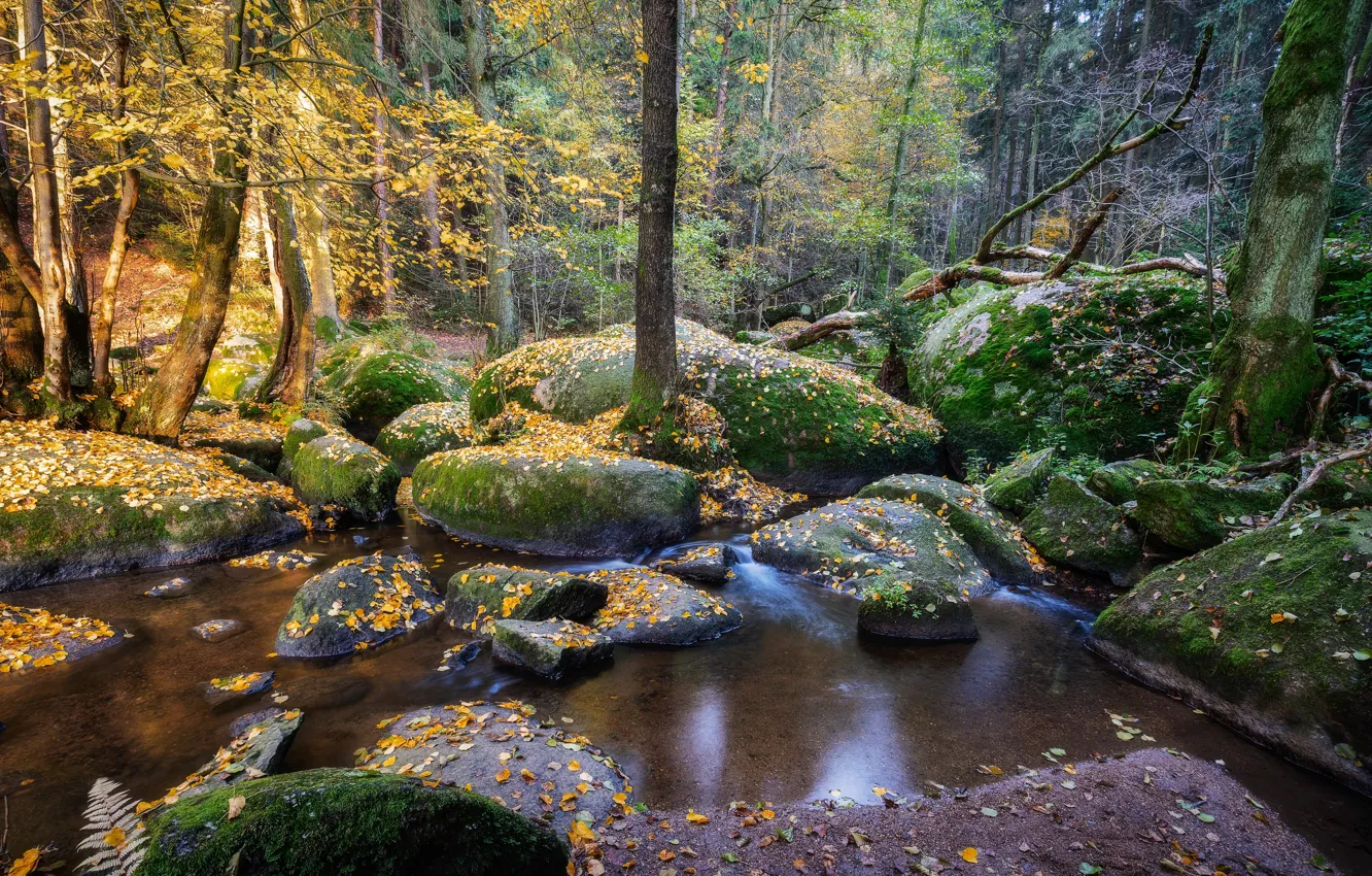 Фото обои лес, камни, мох, Германия, Бавария, reserve Doost