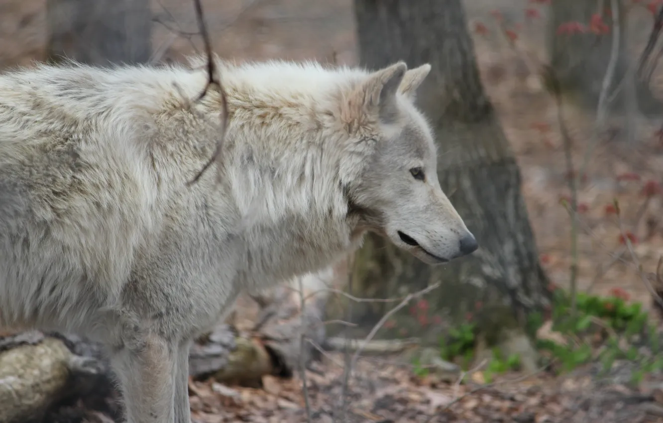 Фото обои nature, face, animal, wolf, wildlife, head, fur, mammal