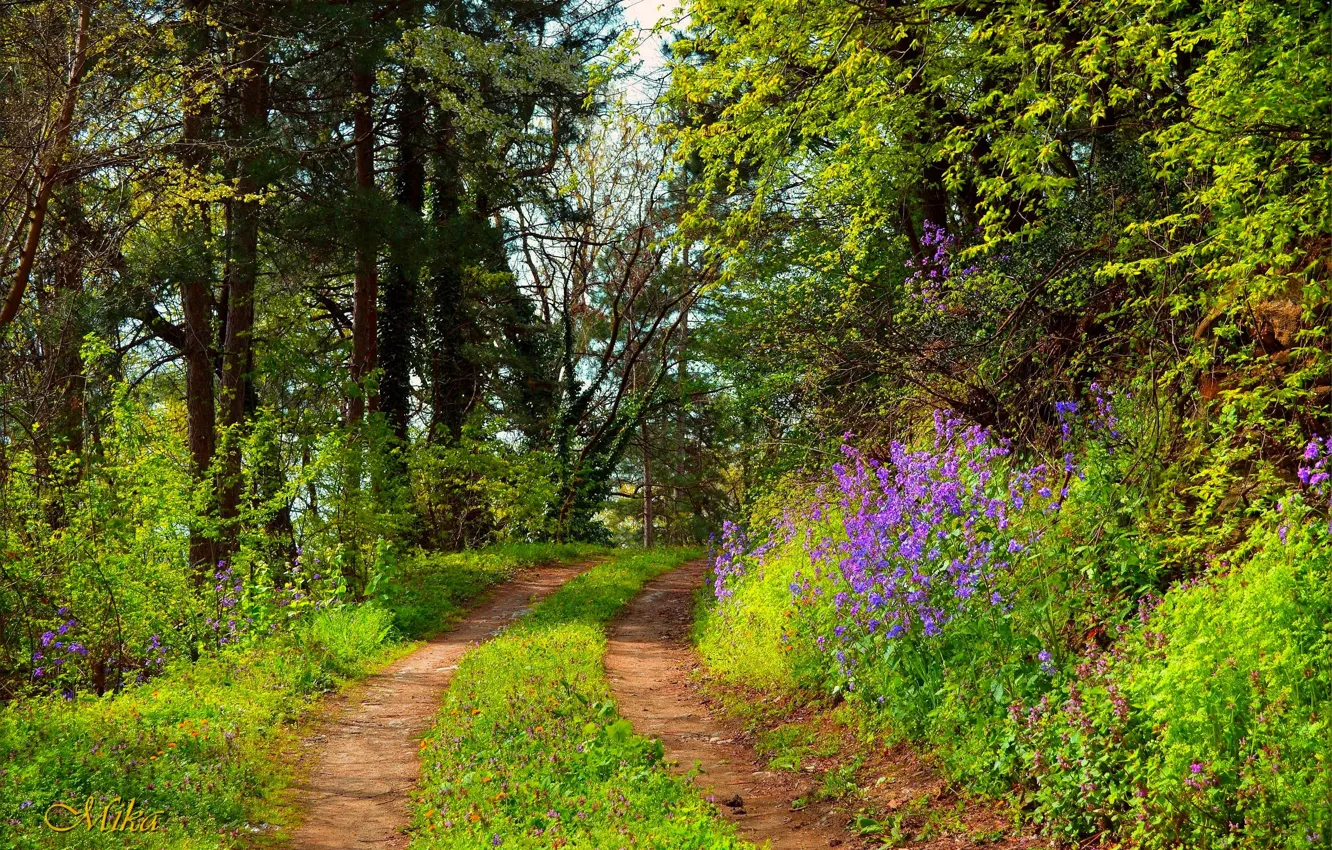 Фото обои Тропинка, Деревья, Лес, Forest, Trees, Path