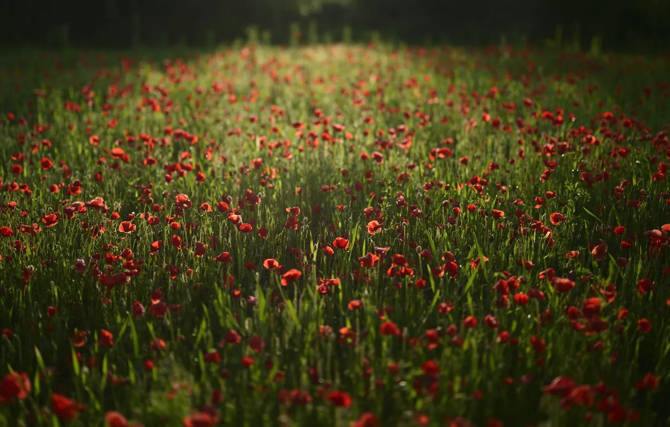 Фото обои поле, цветы, маки