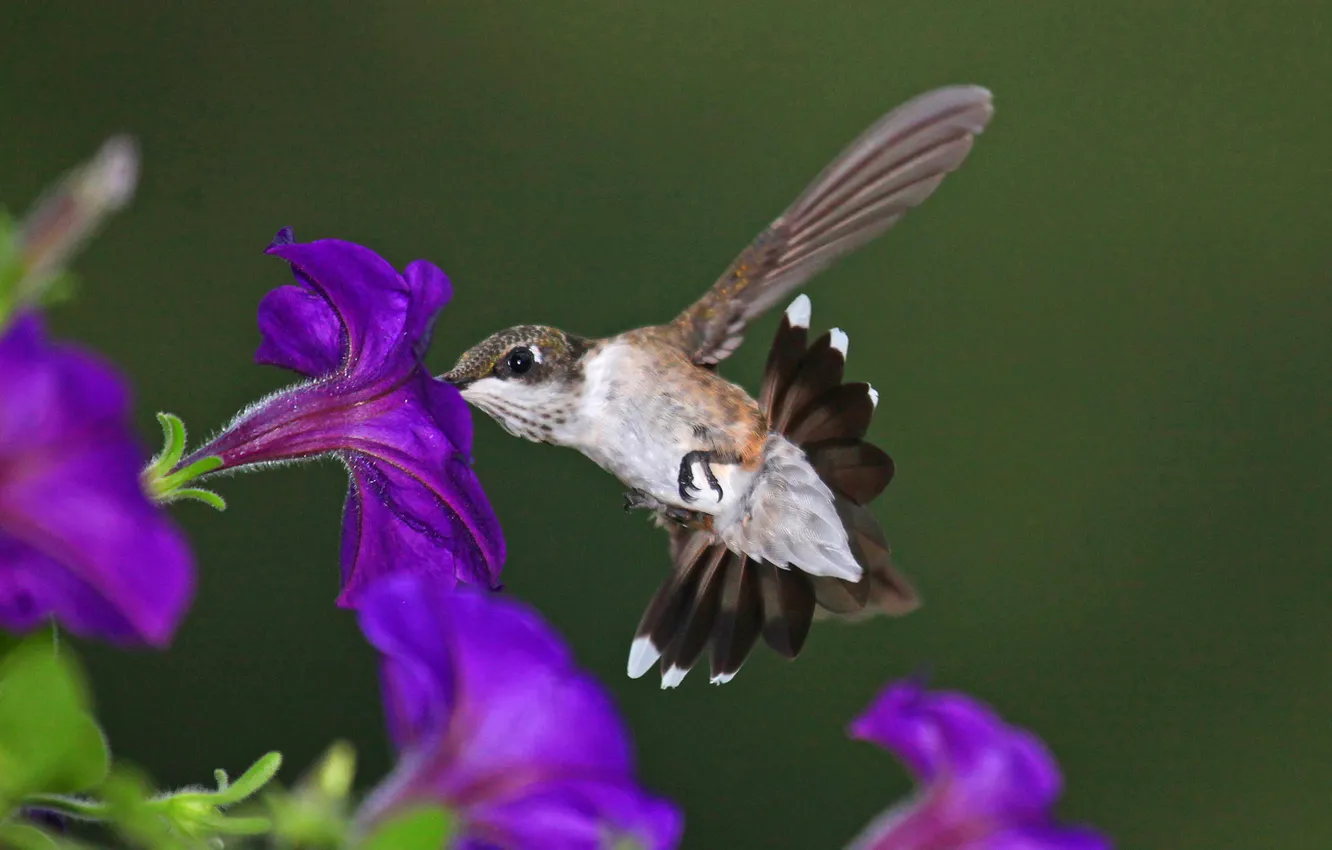 Фото обои цветок, природа, птица, колибри