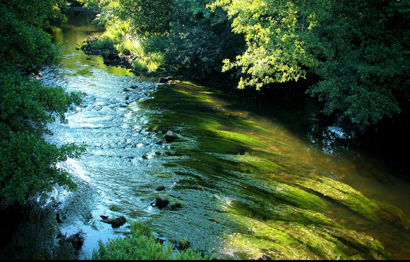 Фото обои зелень, green, поток, Река, river, trees