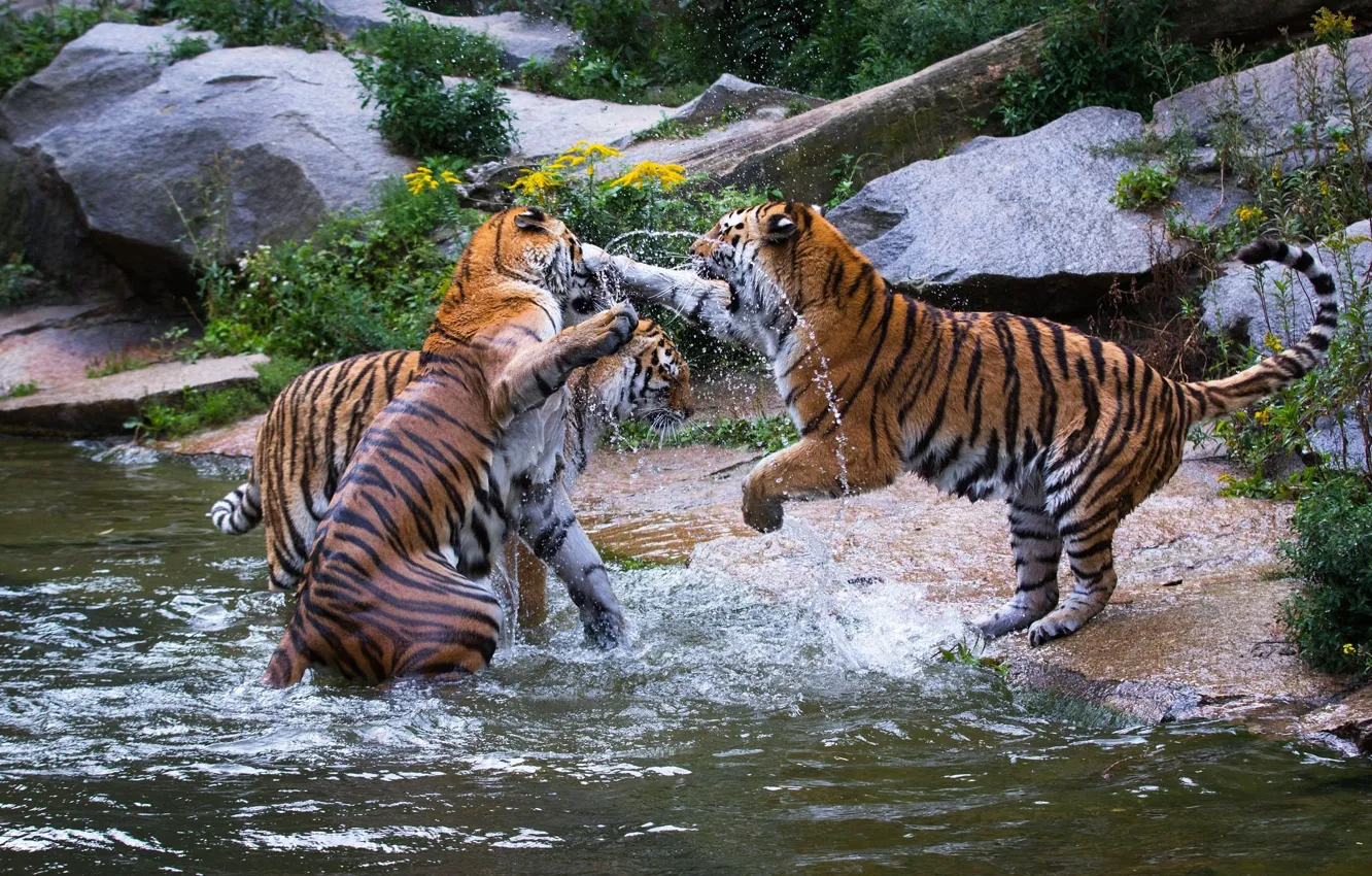 Фото обои игра, хищники, драка, дикие кошки, тигры, трио