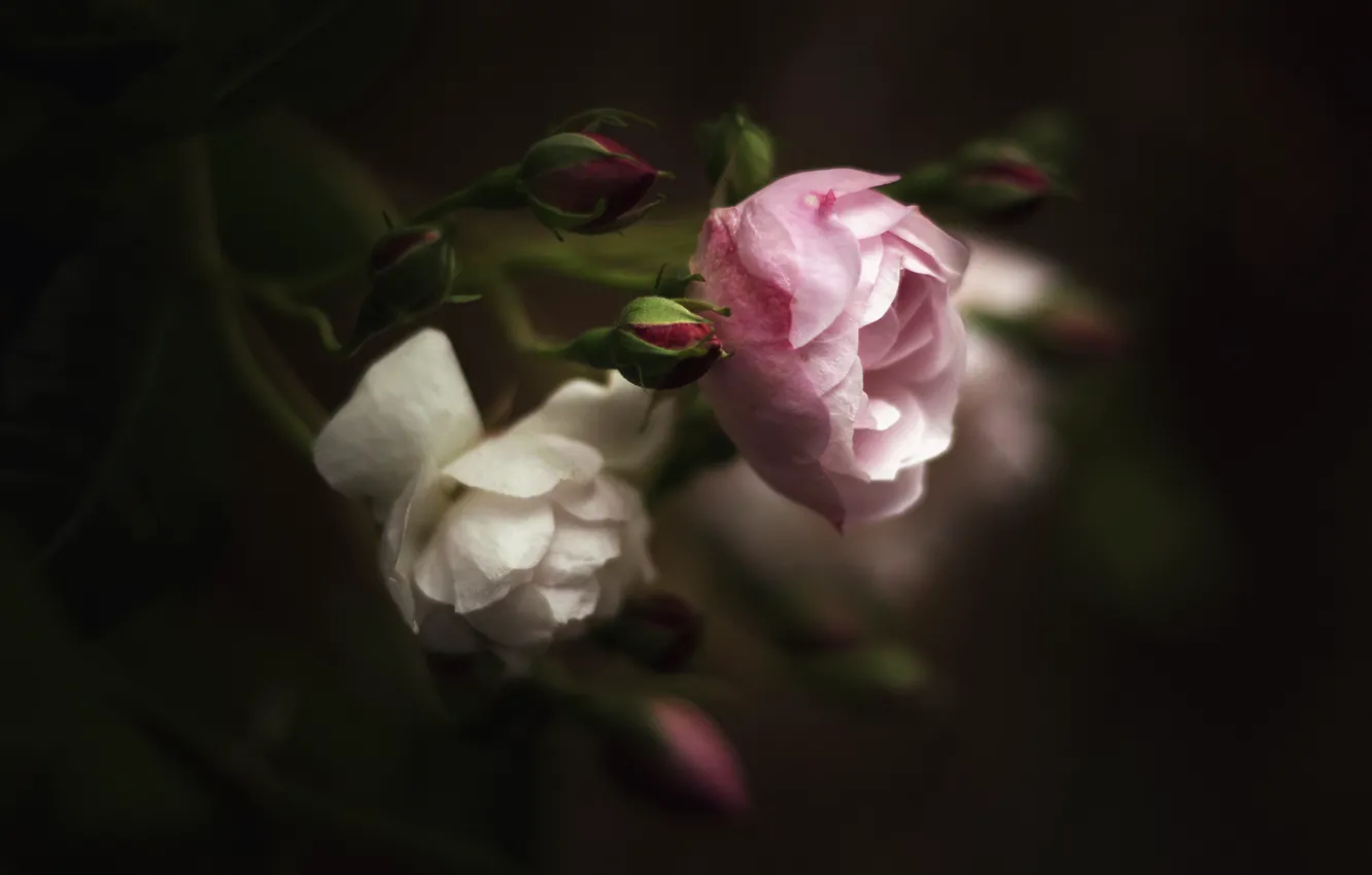 Фото обои листья, цветы, темный фон, розы, размытие, розовые, белые, бутоны
