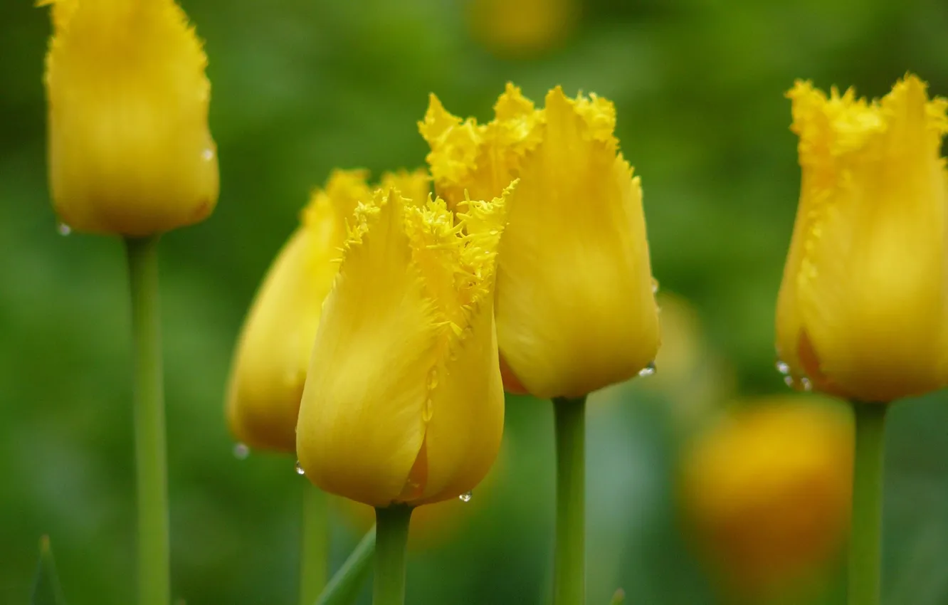 Фото обои капли, макро, цветы, желтый, фокус, весна, Тюльпаны, бутоны