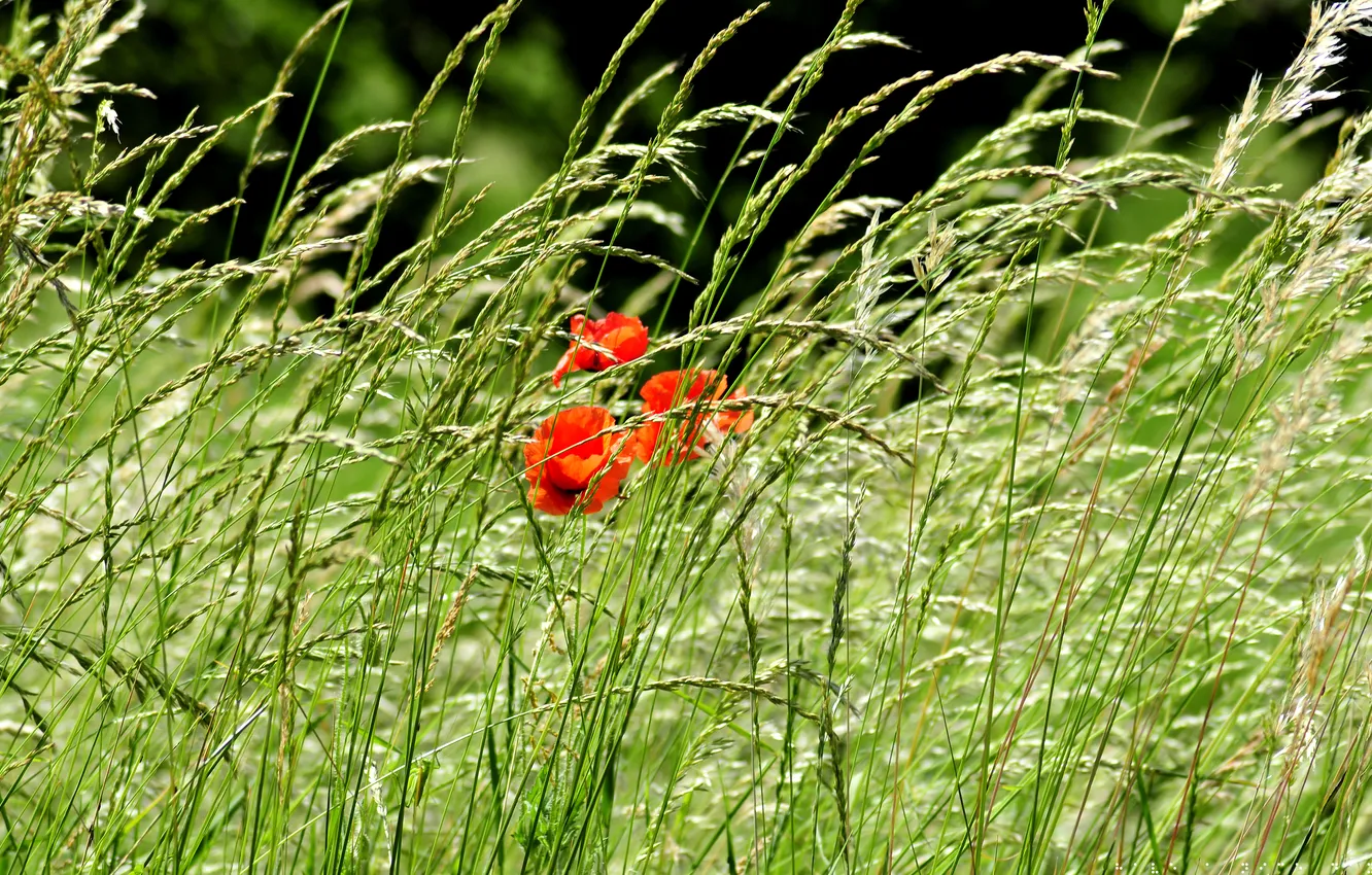 Фото обои поле, трава, цветы, природа, фото, маки