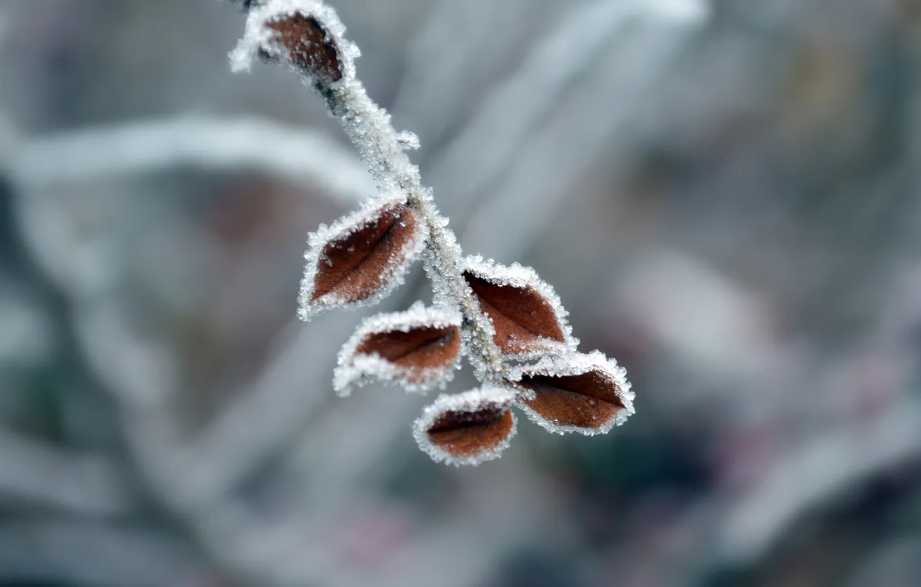 Фото обои холод, зима, иней, листья, снег