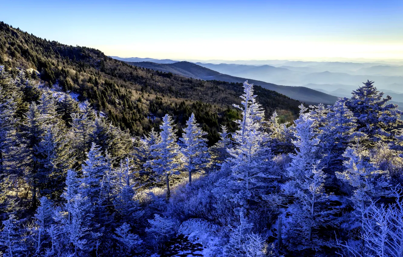 Фото обои зима, снег, деревья, горы, панорама, леса