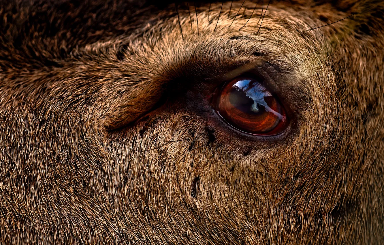 Фото обои eye, deer, close up