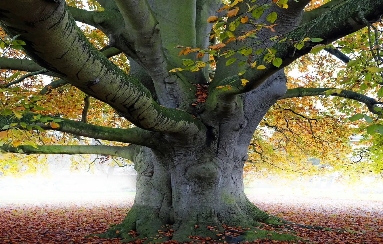 Фото обои Природа, Дерево, Листья, Ветки, Ствол