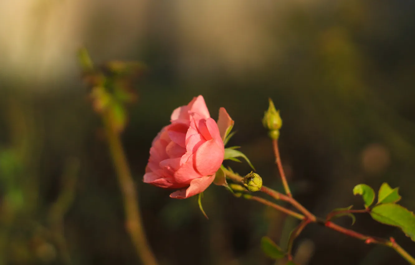 Фото обои rose, flower, pink