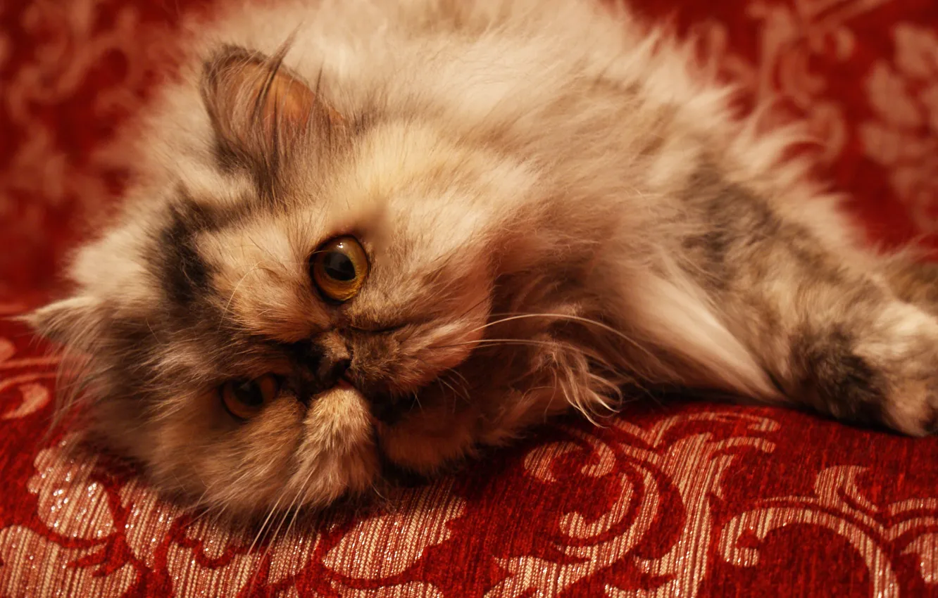 Фото обои кошка, диван, персидский кот