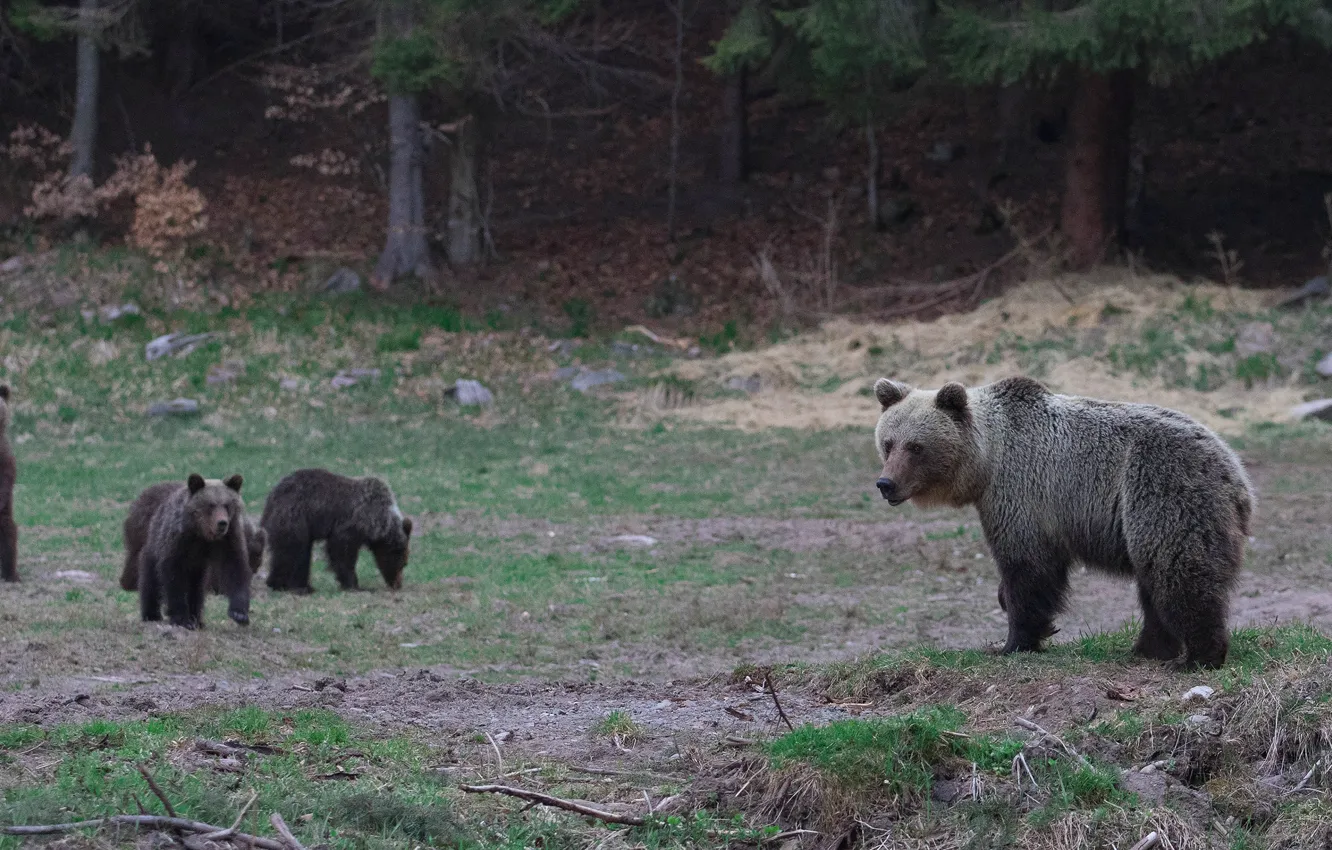 Фото обои лес, природа, поляна, медведи, прогулка, медвежата, мишки, медведица