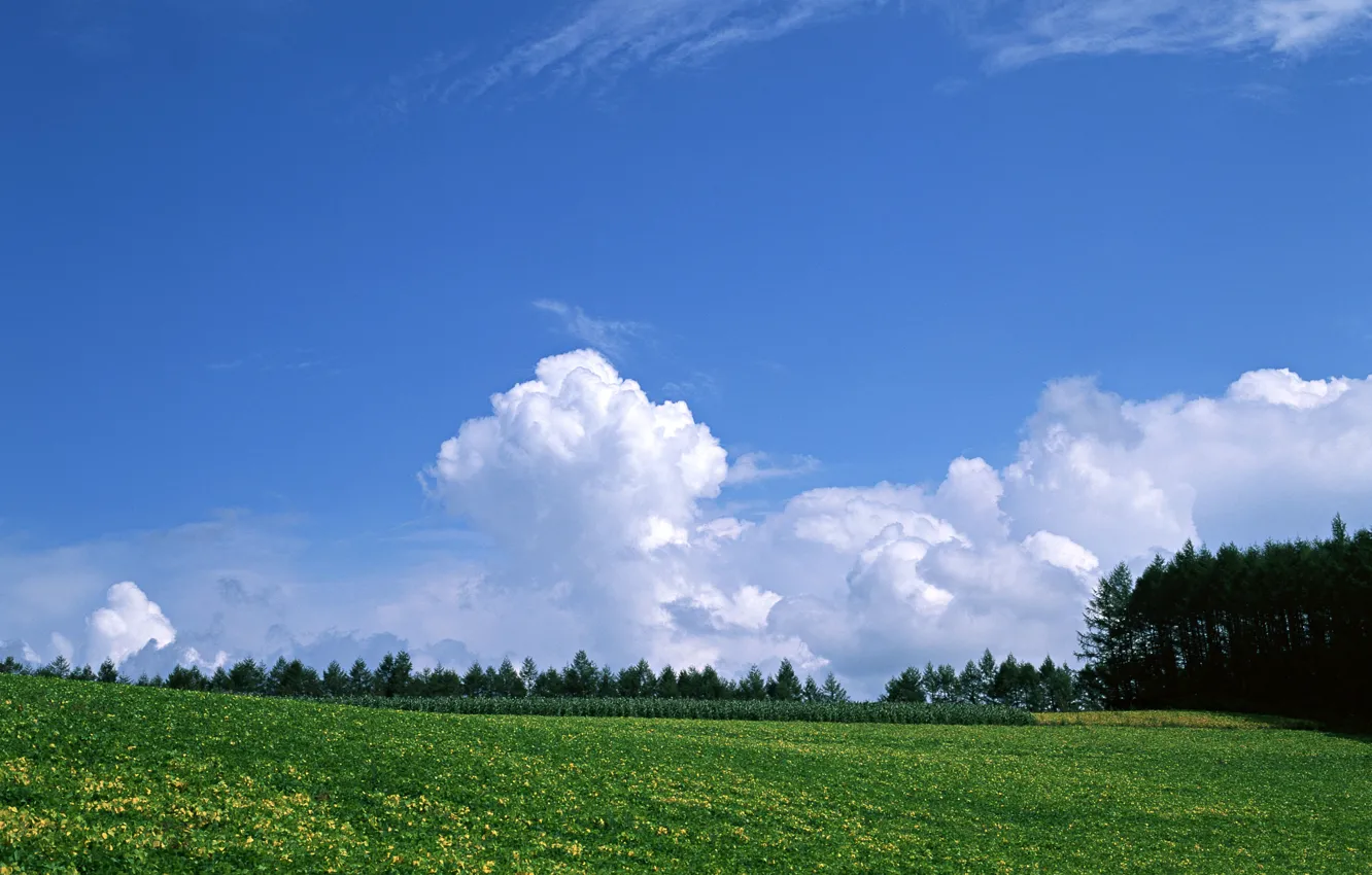 Фото обои лес, небо, трава, облака