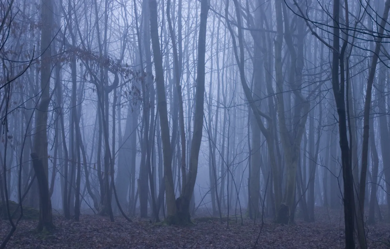Фото обои зима, лес, деревья, природа, туман, сумерки, England, Brighton