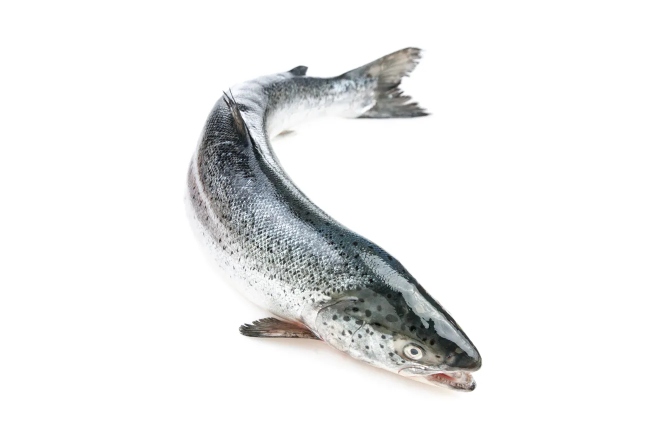 Фото обои fish, head, saumon entier