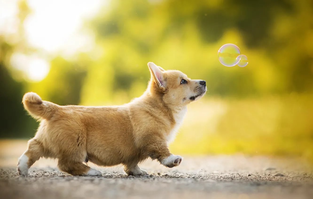 Фото обои щенок, собачка, боке, мыльный пузырь, Kappa, вельш-корги