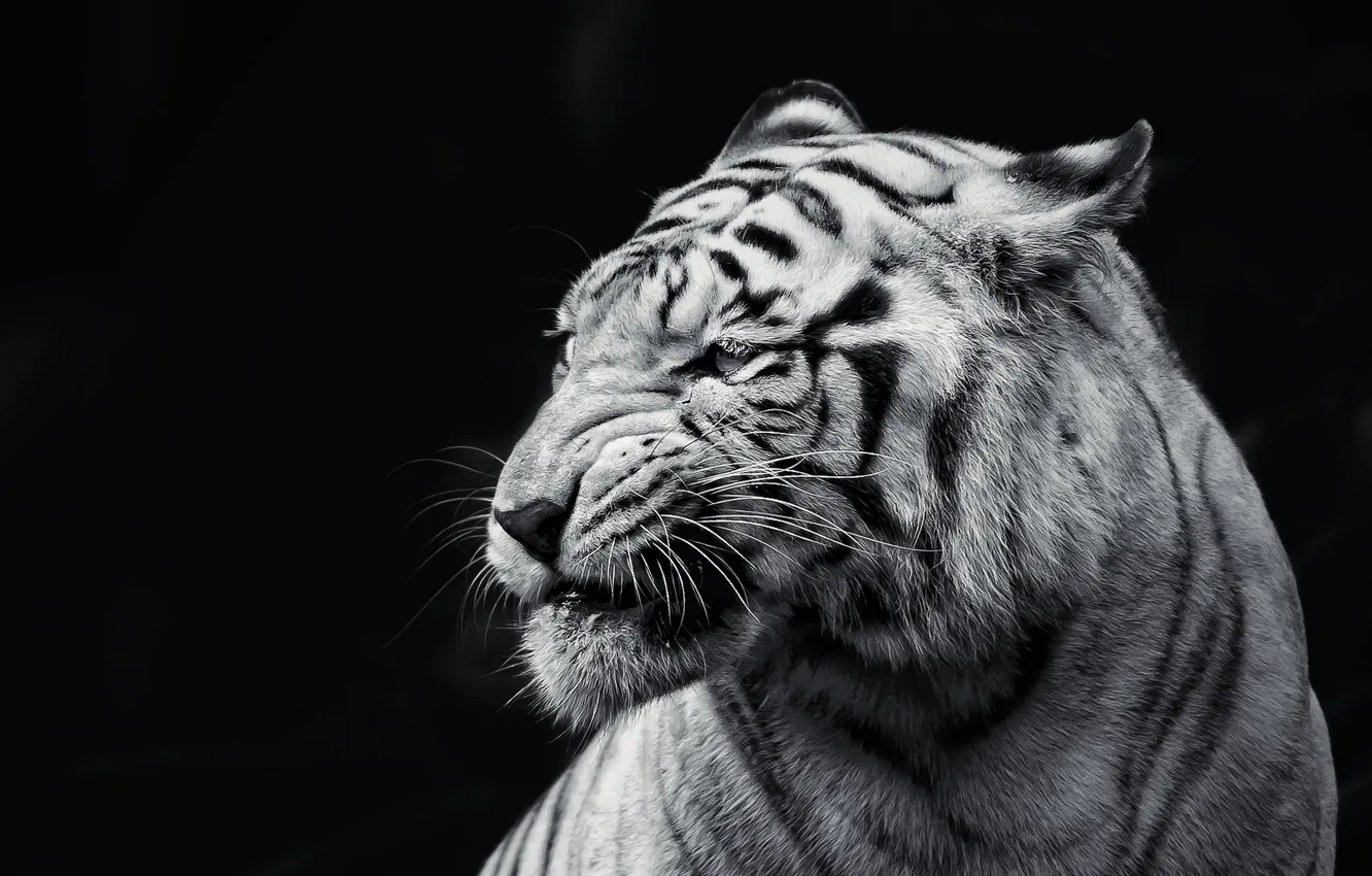Фото обои тигр, фон, зверь