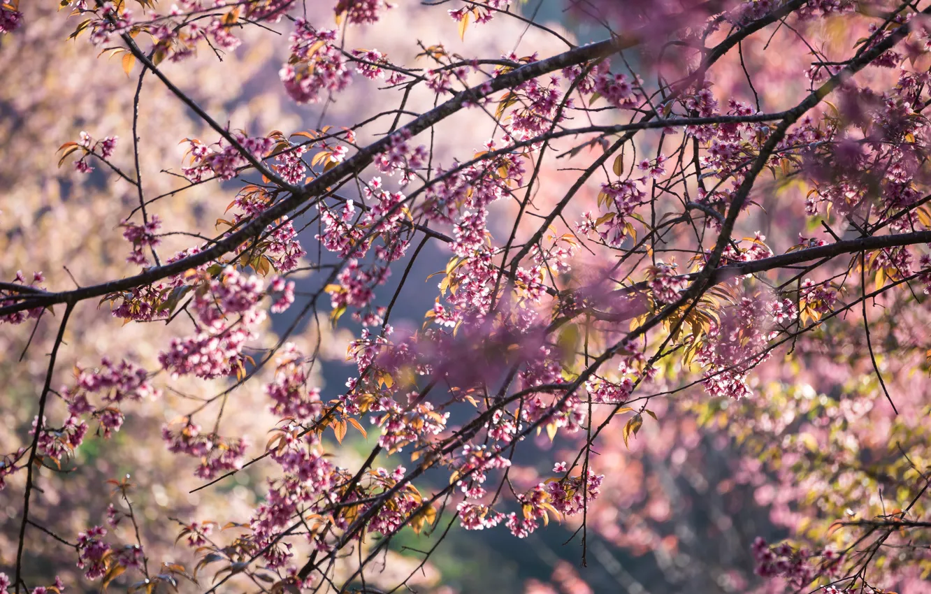Фото обои небо, ветки, весна, сакура, цветение, pink, blossom, sakura