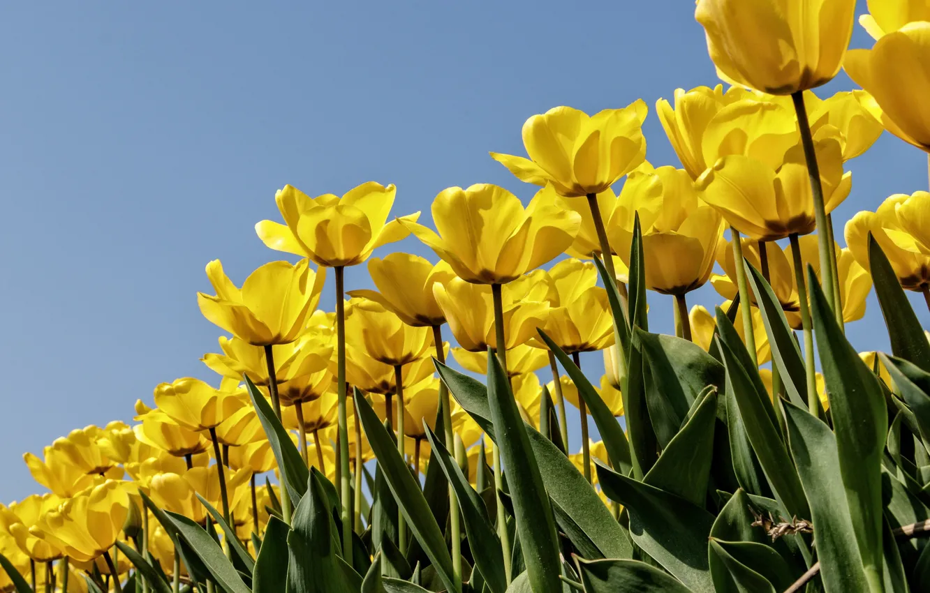 Фото обои небо, лепестки, тюльпаны, бутоны, много, плантация, жёлтые тюльпаны